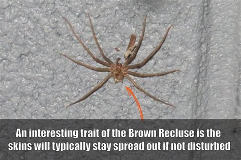 Spiders In Kentucky The Brown Recluse