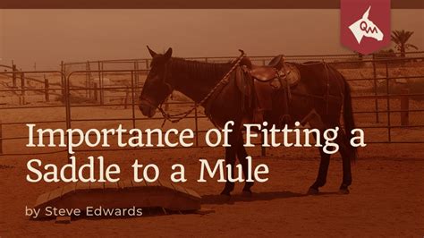 Importance Of Fitting A Saddle To A Mule Queen Valley Mule Ranch