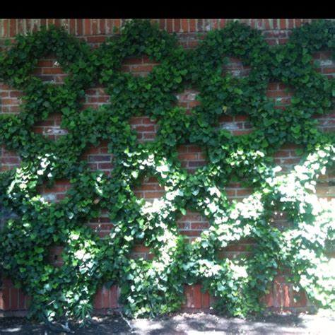 Belgian Fence Espalier There Is The Same Espalier Design At The