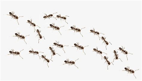 Ant Trail Png Image Transparent Png Free Download On Seekpng