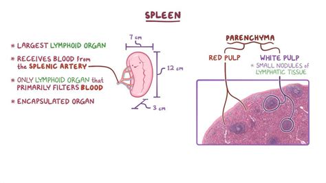 Spleen Histology Osmosis