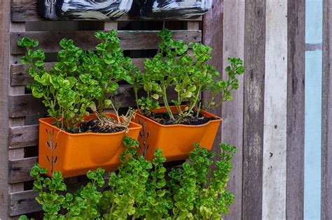 Grow Your Own Vertical Garden Gardening With Pope