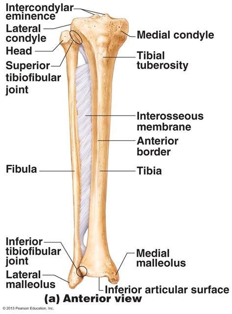 Tib Fib Anatomy Medical Anatomy Anatomy Bones Anatomy