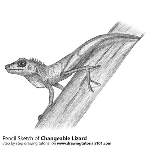 Easy Lizard Pencil Drawing
