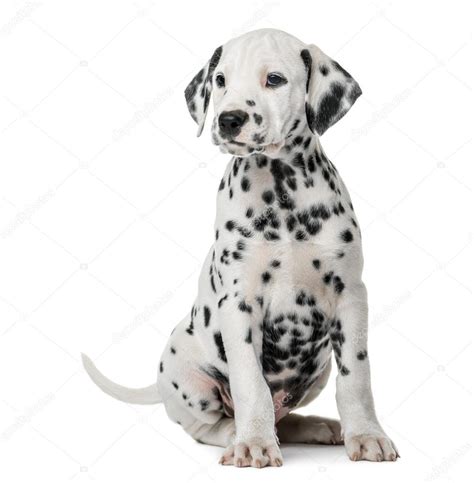 Dalmatian Puppy Sitting In Front Of A White Background Stock Photo By