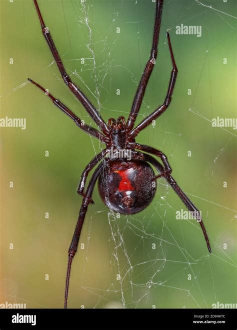 Black Widow Spider Latrodectus Mactans Stock Photo Alamy