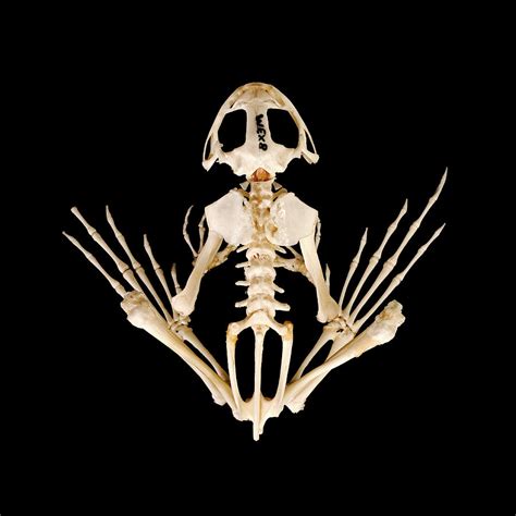 Frog Skeleton Photograph By Ucl Grant Museum Of Zoology Pixels