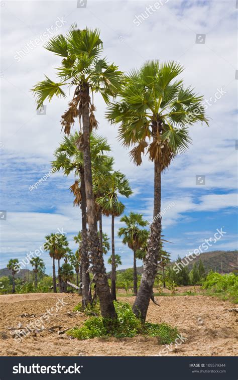 Sugar Palm Tree At Southern Thailand Stock Photo 105579344 Shutterstock
