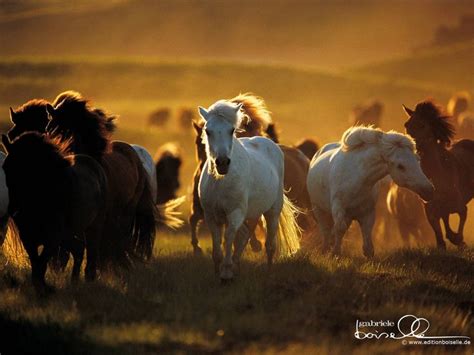 Free Horse Screensavers And Wallpapers Wallpaper Cave Horse Free