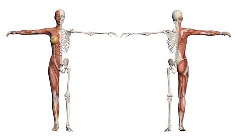 The female body proportions using the local measuring method. Human Body Of A Female With Muscles And Skeleton Royalty ...