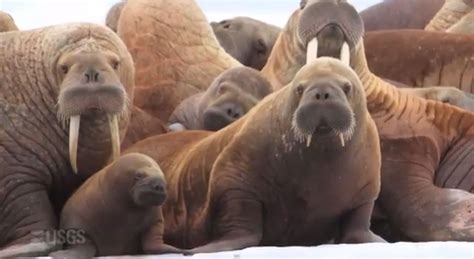 Walruses Crowd Alaska Beach National Geographic Education Blog