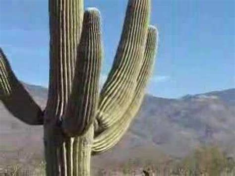 Más de 50 millones de fotos de stock auténticas de twenty20 se incluyen ahora en las suscripciones de envato elements. Cactus del desierto - YouTube