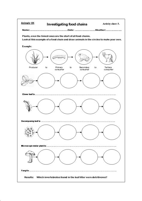 8 Best Images of 4th Grade Science Food Chain Worksheet - Worksheets On