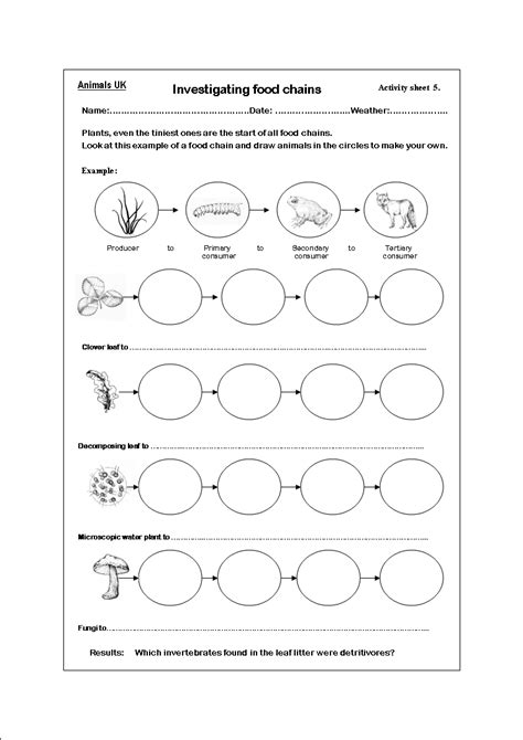 8 4th Grade Science Food Chain Worksheet