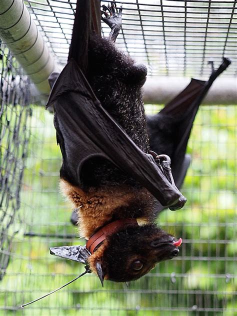 an energy efficient gps system to uncover the secret lives of flying foxes ieee spectrum
