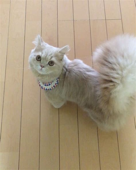Meet Bell A Truly Majestic Cat With A Tail So Fluffy You Probably Wish
