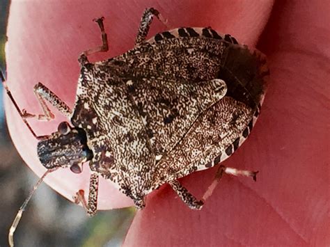The Stink Bug Invasion What Can You Do Scioto Post