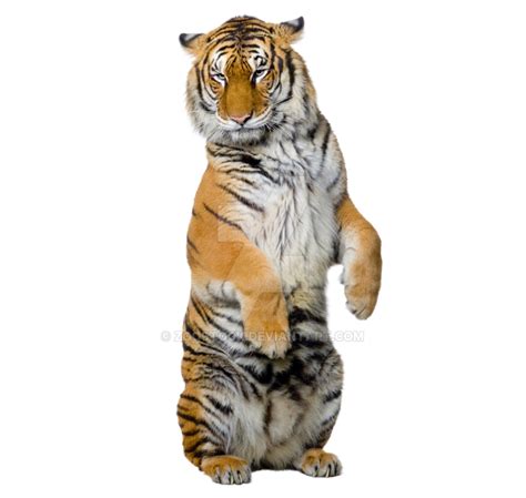 Tiger Png Background Png Play