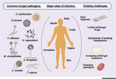 Mycosis Etiology Types And Classification • Microbe Online