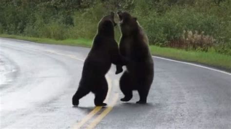 Rare Video Two Grizzly Bears Caught Fighting On Highway Seen Yet