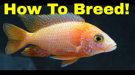 How To Breed African Cichlid Peacocks Youtube