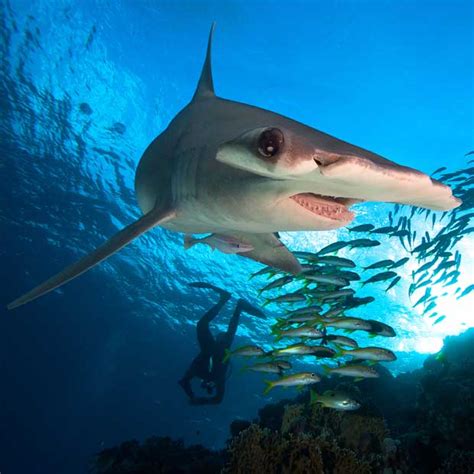 Diving With Hammerheads Dive Worldwide