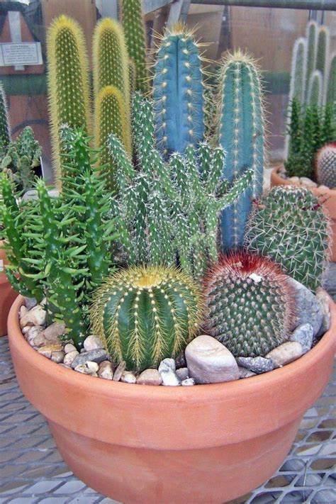 Los Cactus Información Sobre Esta Palta Plantas