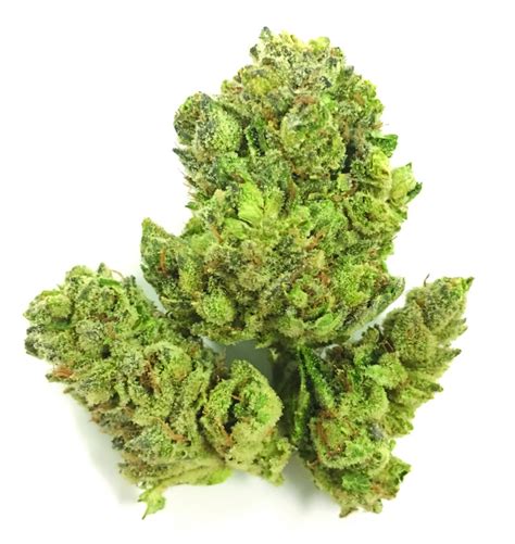 Exotics By Berner Gorilla Glue 4 Flower Vegas Cannabis