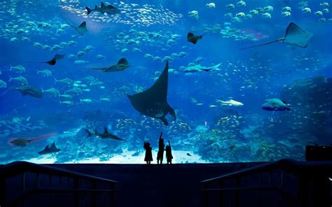 Largest Aquarium In The World All You Need Infos