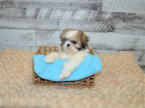 Shih Tzu Dog Male Gold And White 2891603 Petland Dunwoody