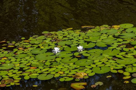 Lily Pad Pond Free Photo On Pixabay Pixabay