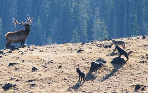 Montana Wolf Hunt Season Two Environment
