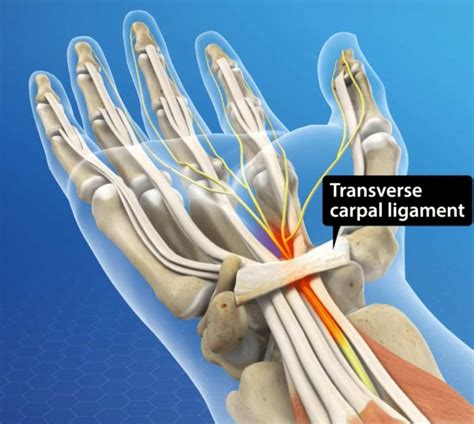 Transverse Carpal Ligament Anterior Annular Ligament