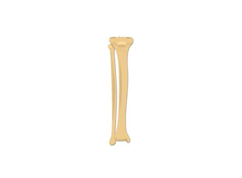 Tibia Clipart Foto Tibia Png Icono Imagen Images And Photos Finder