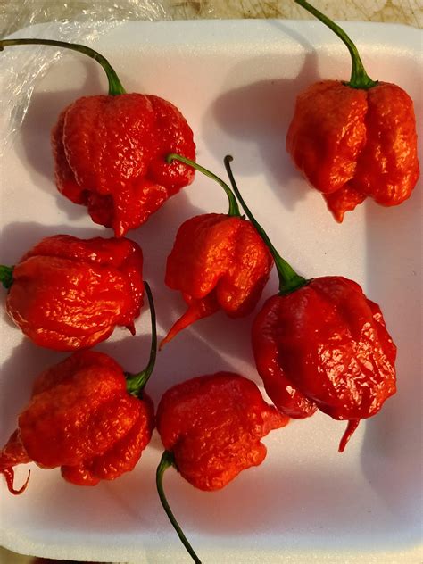 Best U Thenewguy Images On Pholder Hi I Bought It From The Store As Ghost Pepper But It