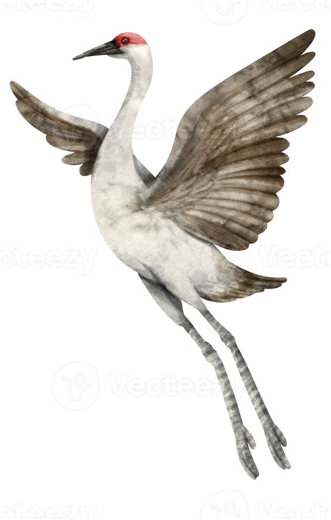 Watercolor Crane Bird Illustration 9373152 Png