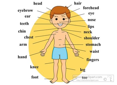 Body Parts With Pictures Human Body Picture Outline And Organs The