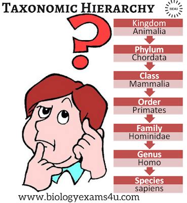 Homo is the human genus, which also includes neanderthals and many other extinct species of hominid; IGCSE Biology Notes - The Taxonomic Hierarchy - Human ...