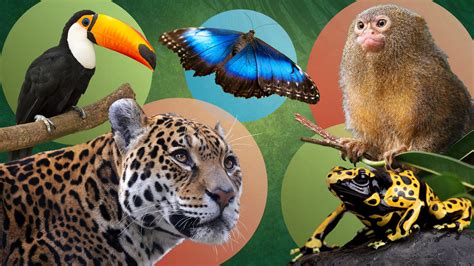 1440 Explore Amazon Rainforest Species In This Interactive