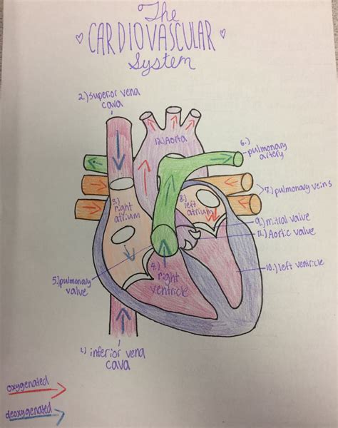 How To Draw Human Heart Diagram In Easy Way Step By Step Artofit