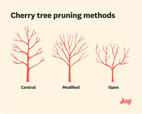 How To Prune A Cherry Tree