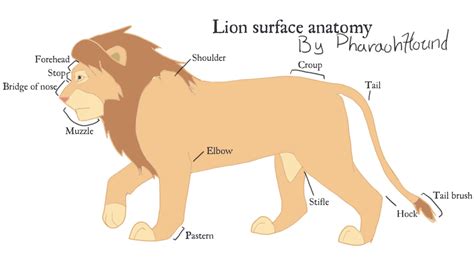 Identify and label figures in turtle diary's fun online game, human body parts labeling! Explore PharaohHoundPhotos's photos on Photobucket ...