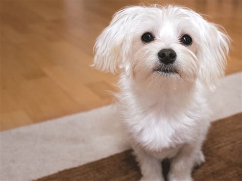Top 10 Apartment Friendly Dog Breeds Propertymash