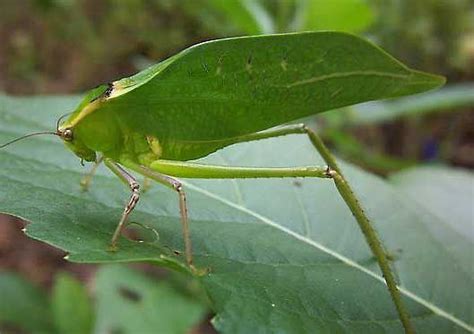 Gayle Jackson Large Green Insect That Looks Like A Leaf
