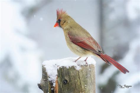 Female Cardinal Photograph By Peg Runyan