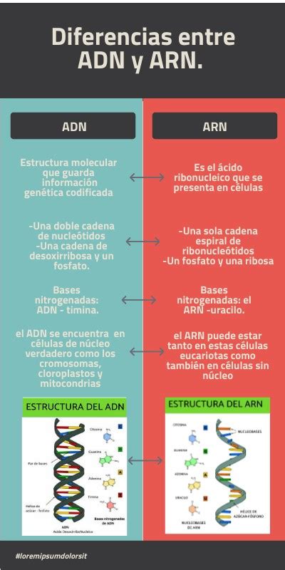 Diferencia Entre ADN Y ARN