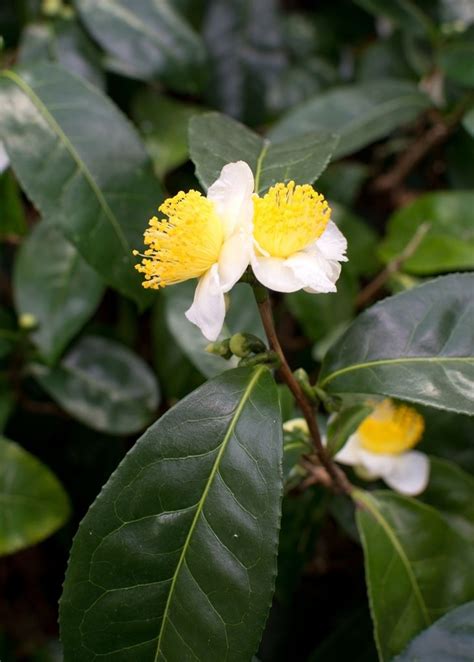 Green Tea Camellia Sinensis Green Tea Plant Fragrant Flowers