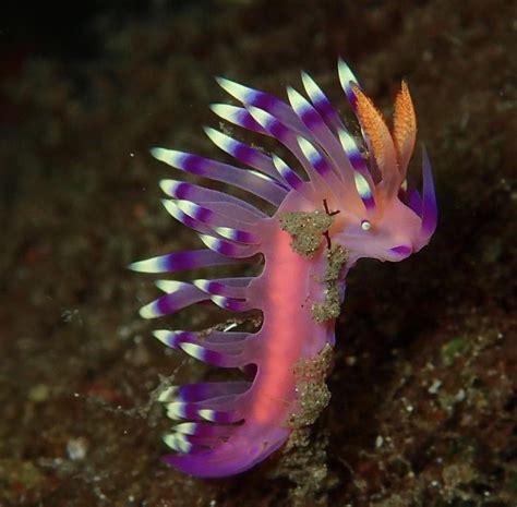 Pin By Adam Harbst On Weird Creatures Of The World Weird Sea