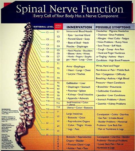 Spinal Nerve And Muscle Chart