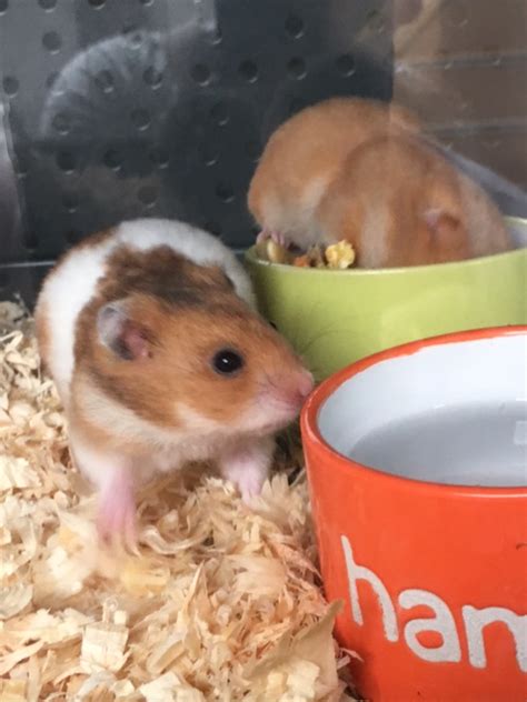 Syrian Hamster Female Pet Perfection